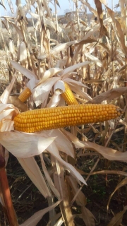 Как растет кукуруза